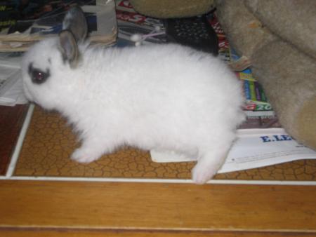Speedy mon lapin